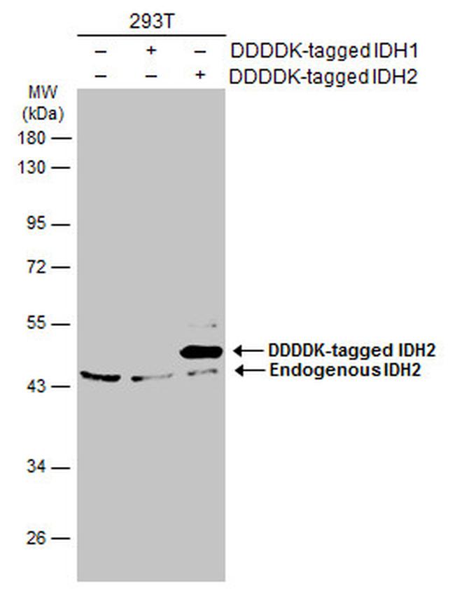 IDH2 Antibody in Western Blot (WB)