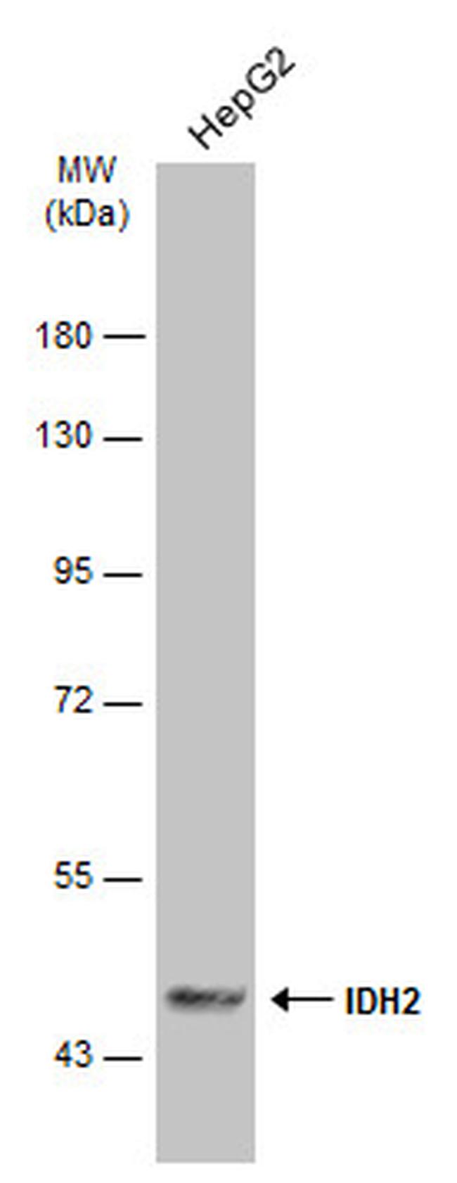 IDH2 Antibody in Western Blot (WB)