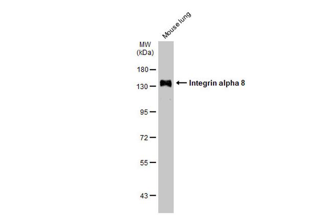 ITGA8 Antibody in Western Blot (WB)