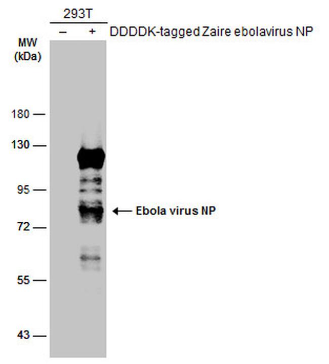 Ebola Virus NP Antibody in Western Blot (WB)