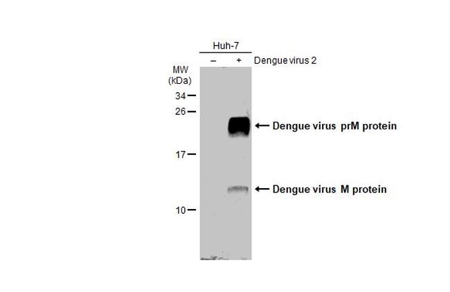 Dengue Virus Type 2 prM Antibody in Western Blot (WB)