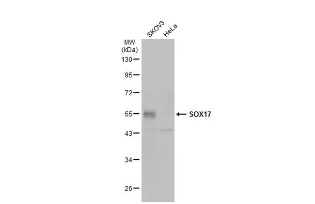 SOX17 Antibody in Western Blot (WB)