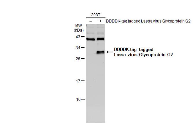 Lassa Virus Glycoprotein G2 Antibody in Western Blot (WB)