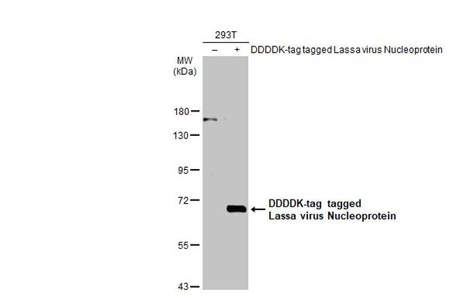 Lassa Virus Nucleoprotein Antibody in Western Blot (WB)