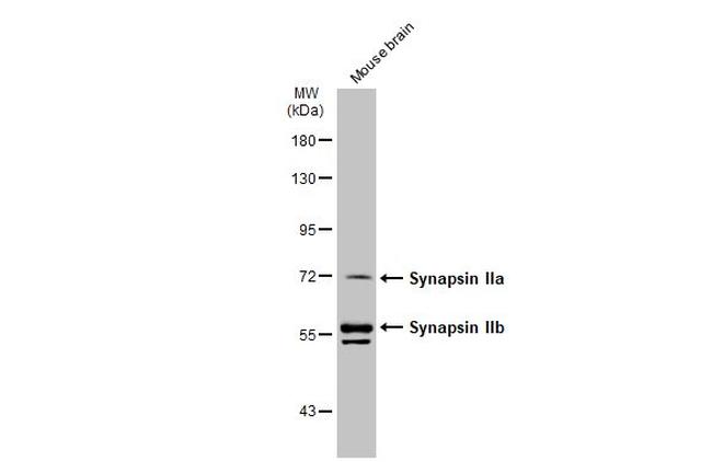 Synapsin II Antibody in Western Blot (WB)