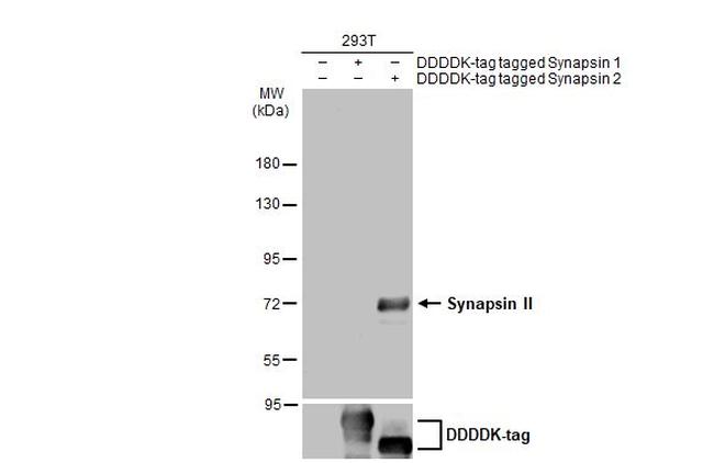 Synapsin II Antibody in Western Blot (WB)