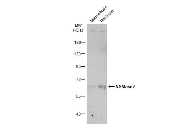 SMPD3 Antibody in Western Blot (WB)