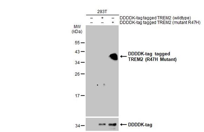 TREM2 Antibody in Western Blot (WB)