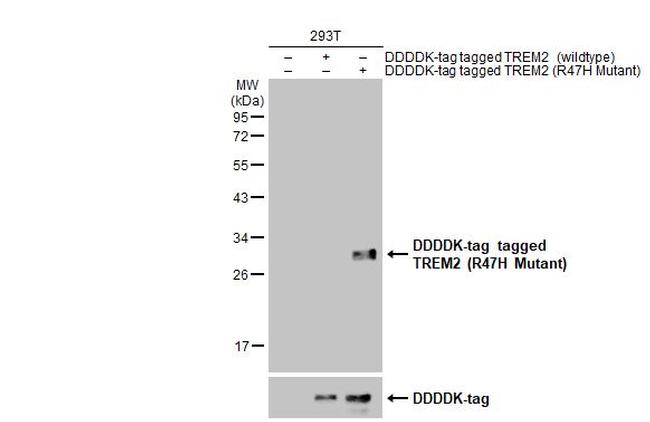 TREM2 Antibody in Western Blot (WB)