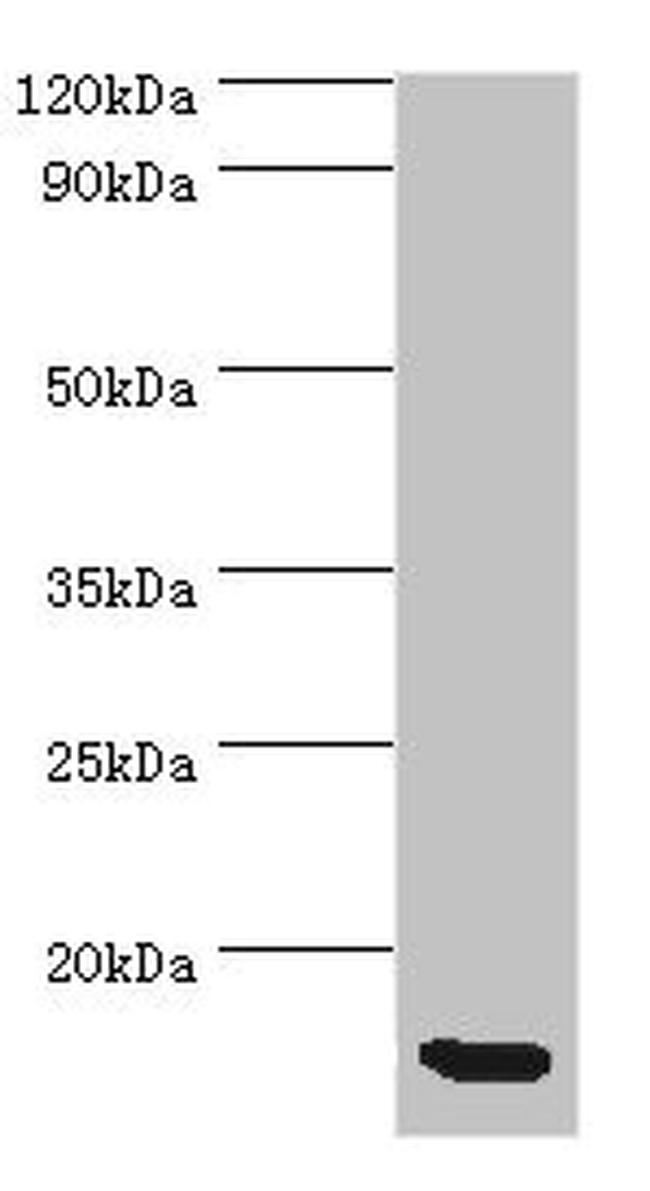 Eotaxin Antibody in Western Blot (WB)