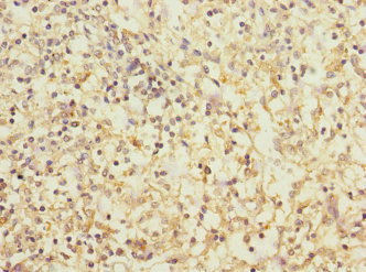 CD1c Antibody in Immunohistochemistry (Paraffin) (IHC (P))