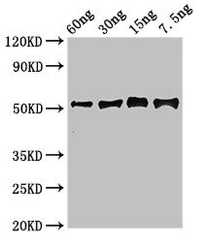 Soybean GGH Antibody in Western Blot (WB)