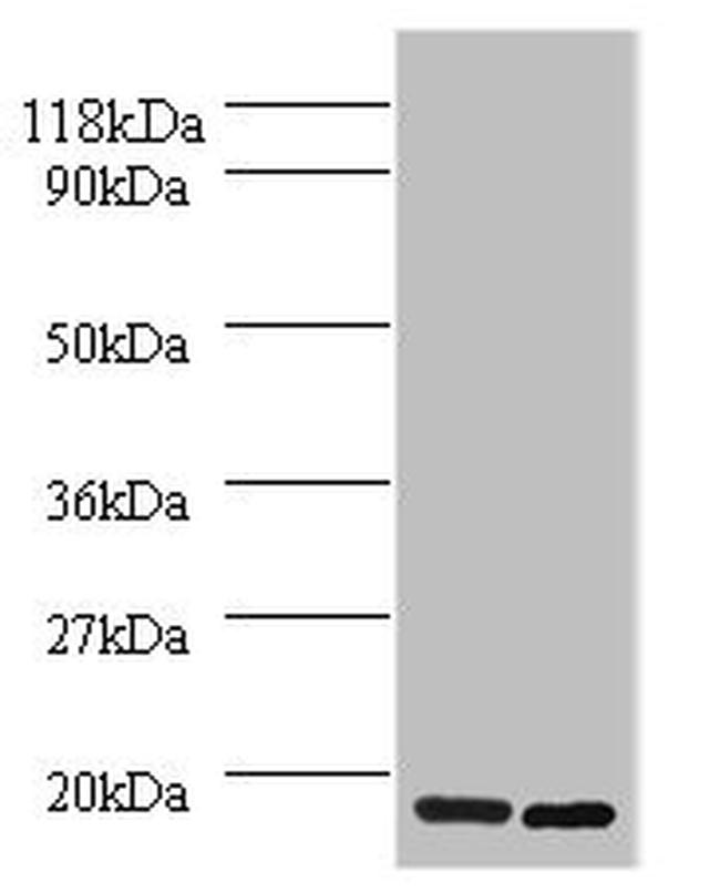 H2AFJ Antibody in Western Blot (WB)