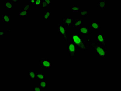 Histone H1.3 Antibody in Immunocytochemistry (ICC/IF)