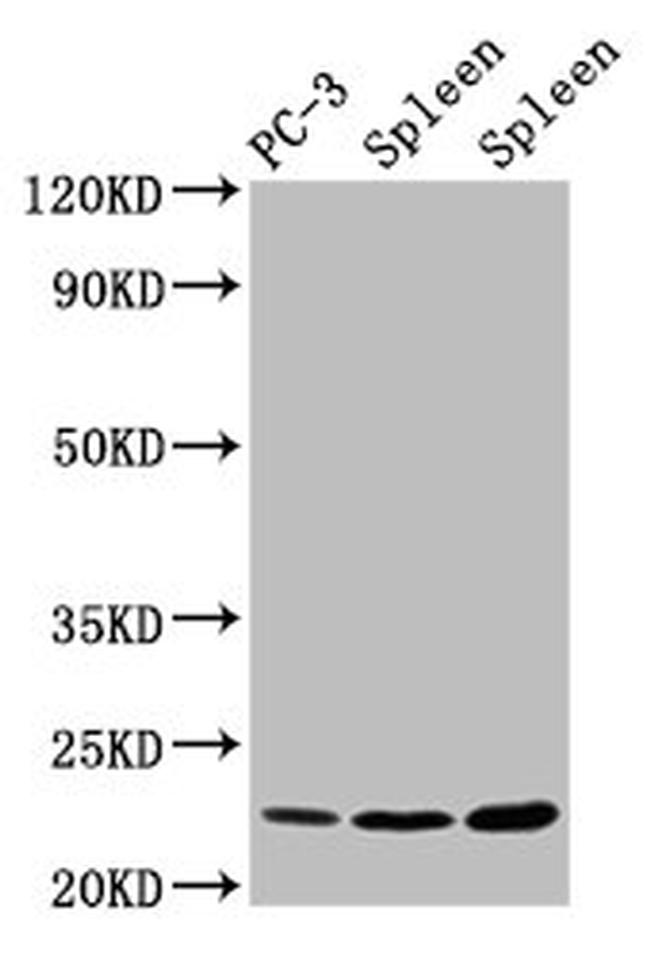 Histone H1.3 Antibody in Western Blot (WB)