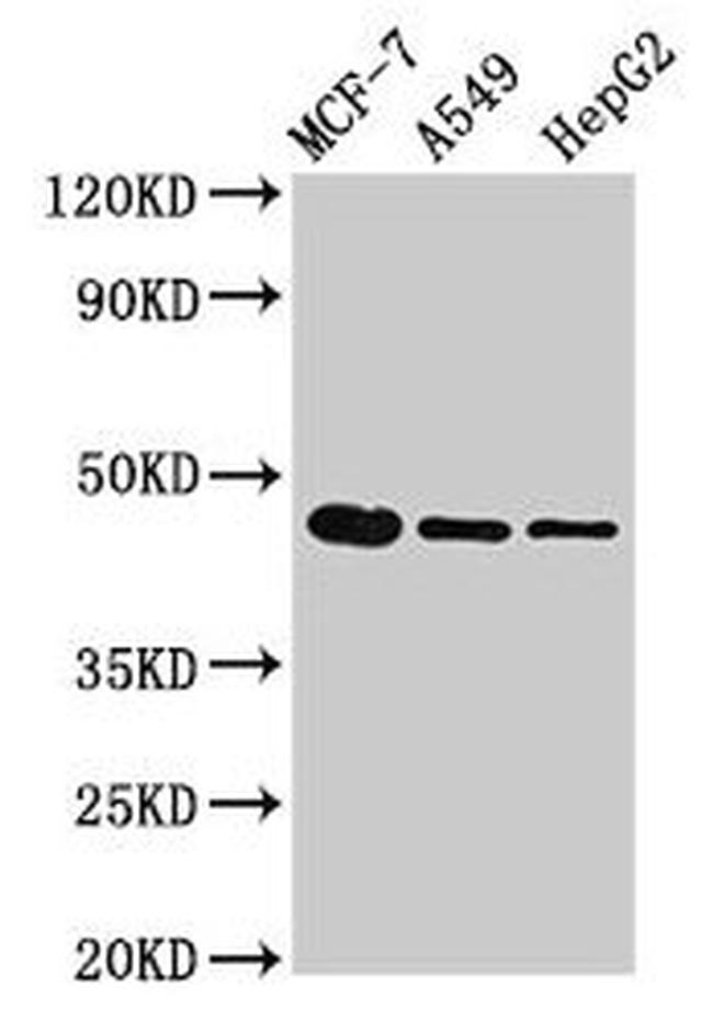 TGF beta-1 Antibody in Western Blot (WB)