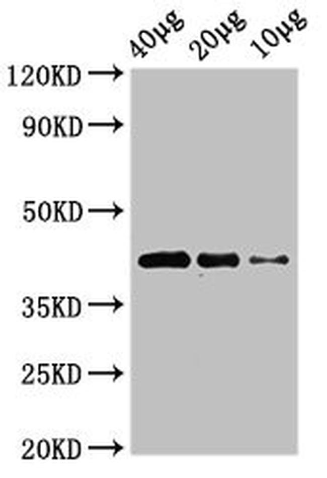 WNT8B Antibody in Western Blot (WB)