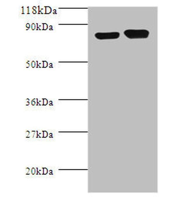 E. coli ldcC Antibody in Western Blot (WB)