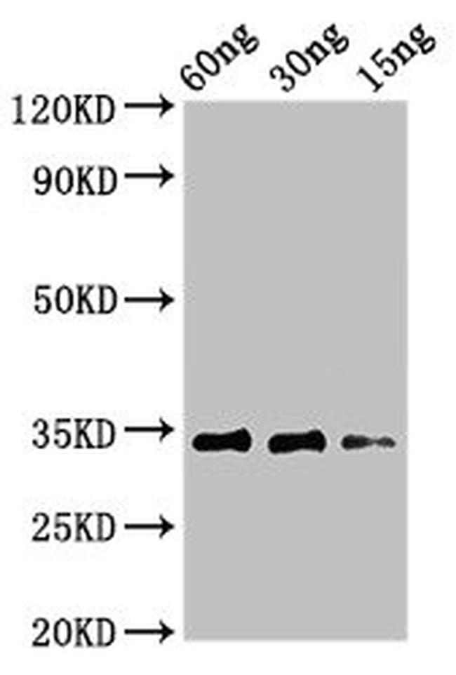 Alnus glutinosa Major pollen allergen Aln g 1 Antibody in Western Blot (WB)