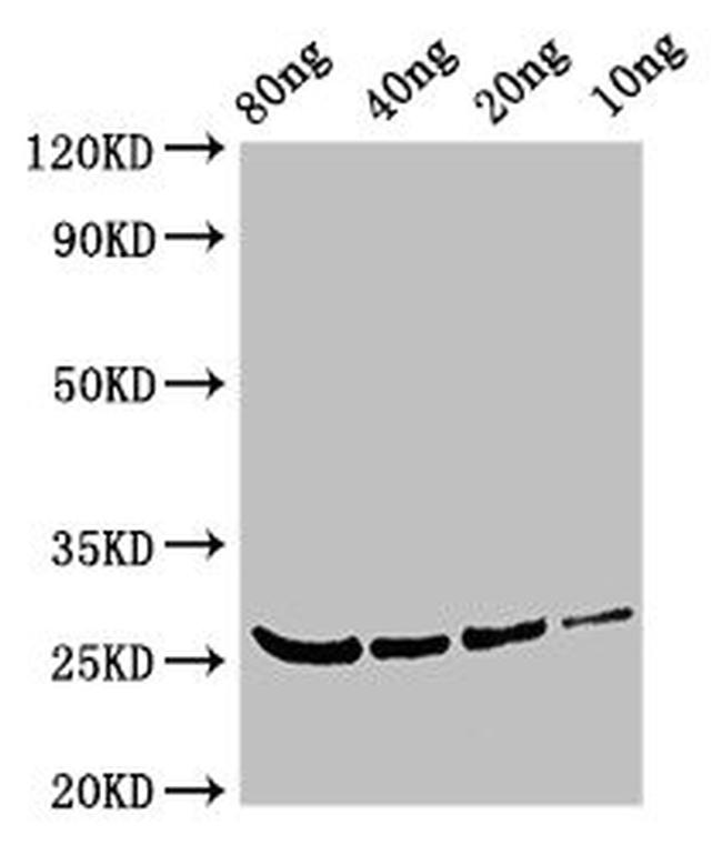 Betula pendula BETV4 Antibody in Western Blot (WB)