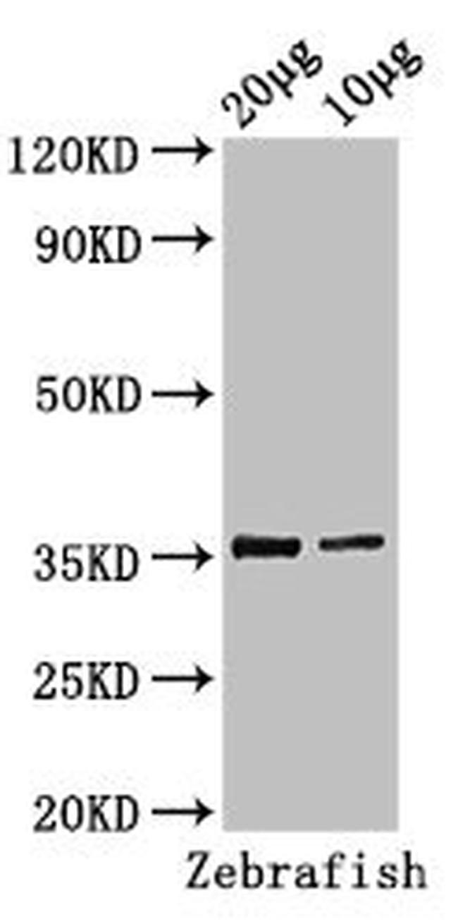 TAL1 Antibody in Western Blot (WB)