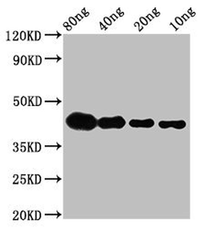 LTA Antibody in Western Blot (WB)