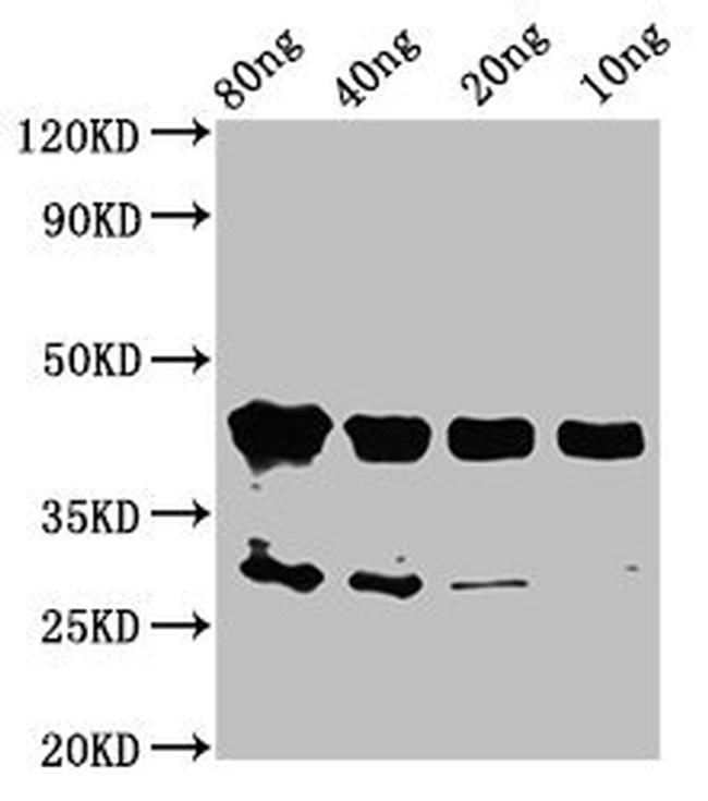 OLIG2 Antibody in Western Blot (WB)