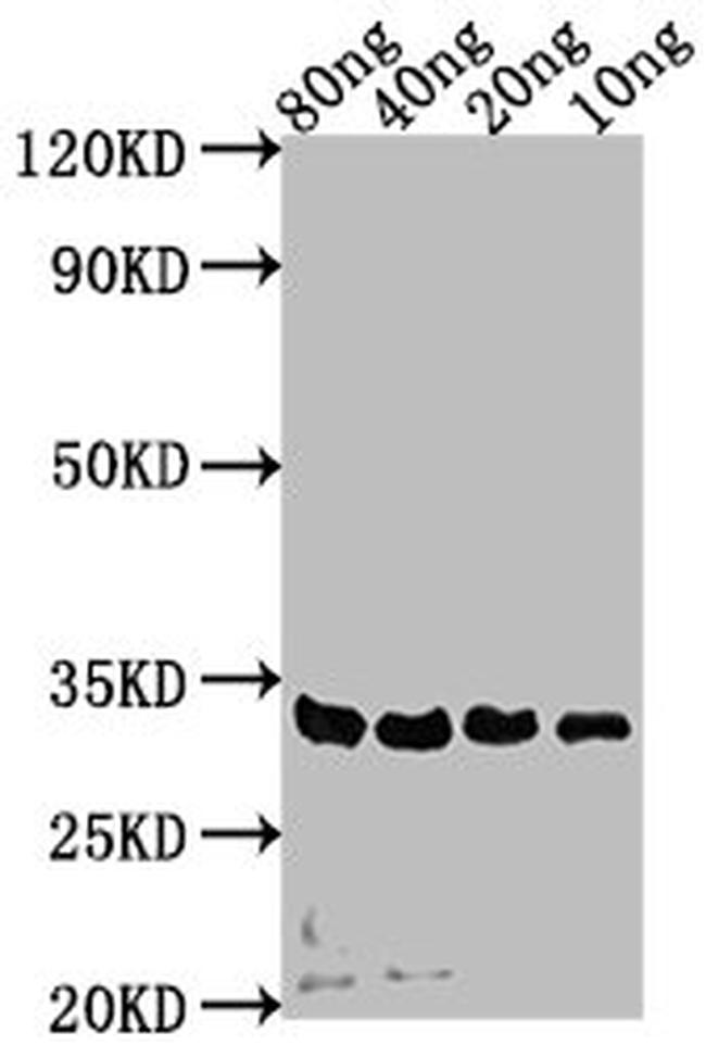 Legionella pneumophila subsp. pneumophila (strain Philadelphia 1/ATCC 33152/DSM 7513) sdeA Antibody in Western Blot (WB)