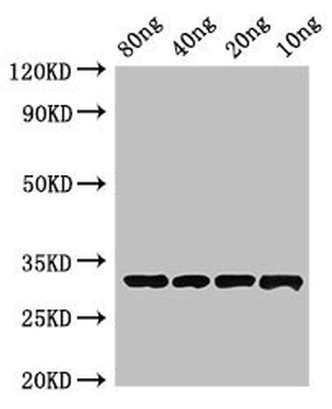 Streptomyces clavuligerus Beta-Lactamase Inhibitory Protein Antibody in Western Blot (WB)