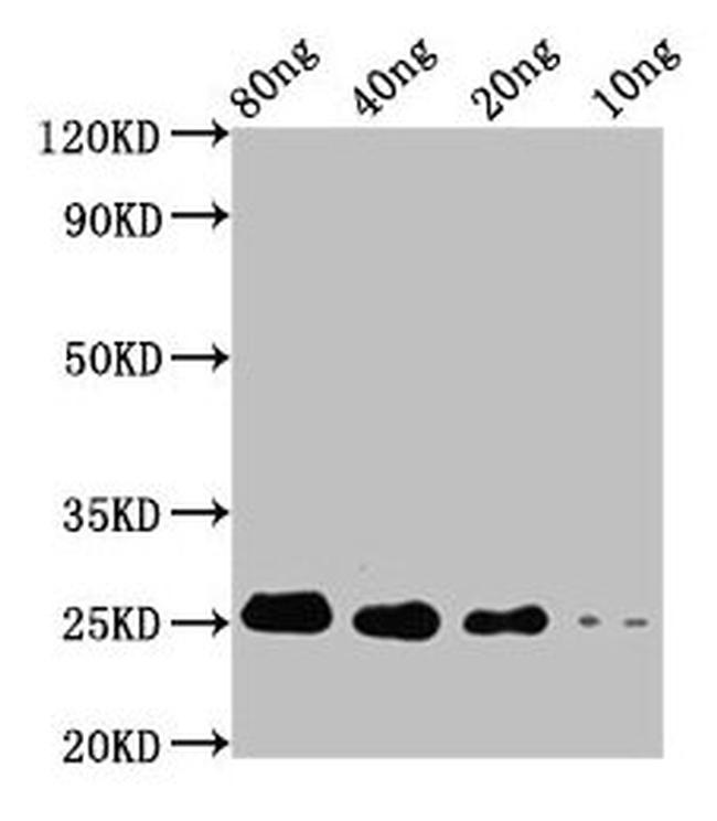 Saccharomyces cerevisiae STE13 Antibody in Western Blot (WB)