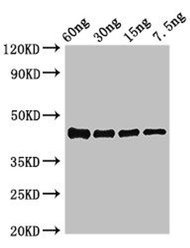 Vibrio parahaemolyticus serotype O3:K6 ompK Antibody in Western Blot (WB)