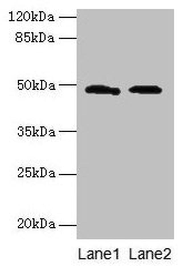 E. coli SurA Antibody in Western Blot (WB)