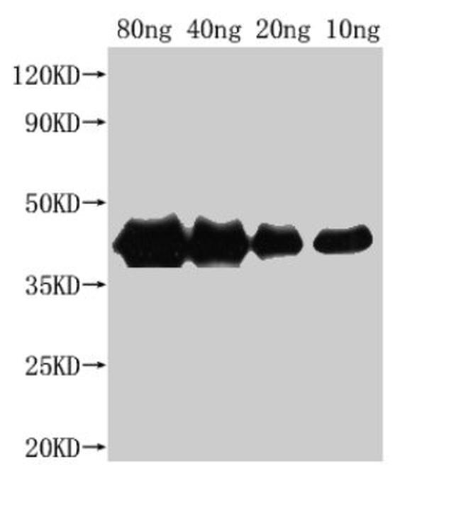 E. coli (strain K12) H-NS Antibody in Western Blot (WB)