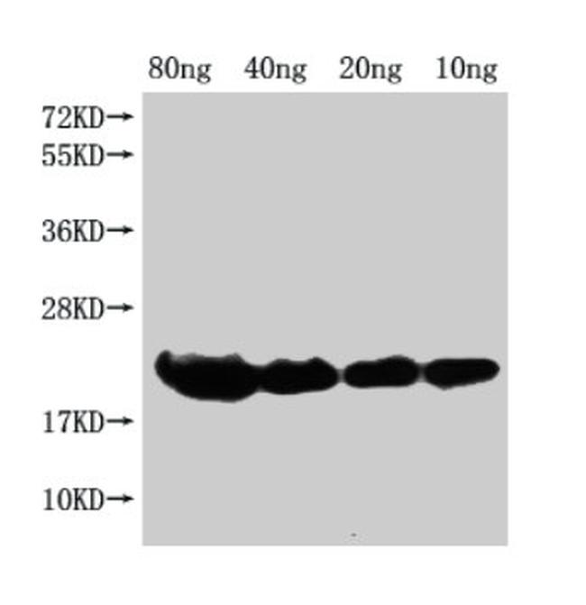 E. coli (strain K12) H-NS Antibody in Western Blot (WB)