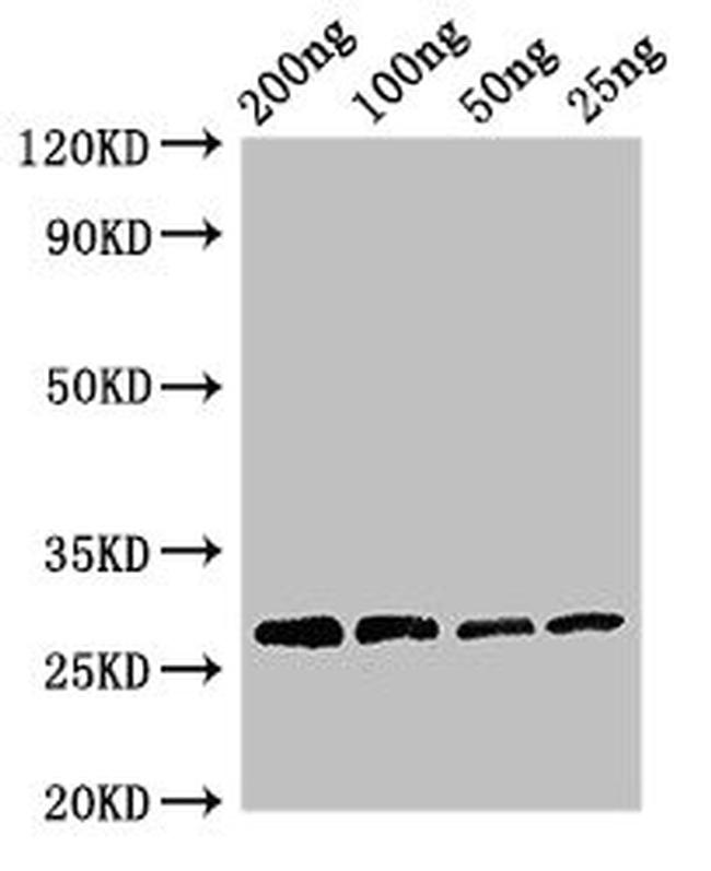 Papain Antibody in Western Blot (WB)