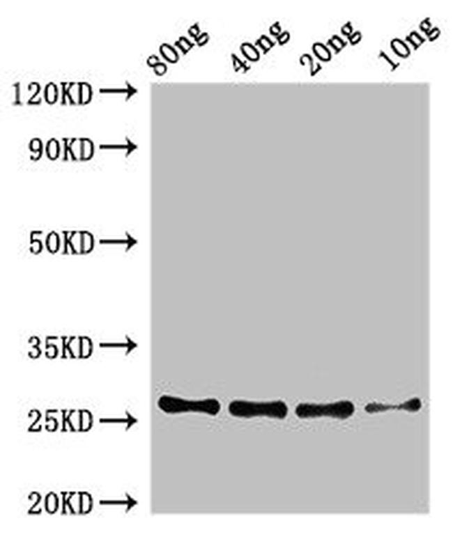 Bacillus pumilus ZapA Antibody in Western Blot (WB)