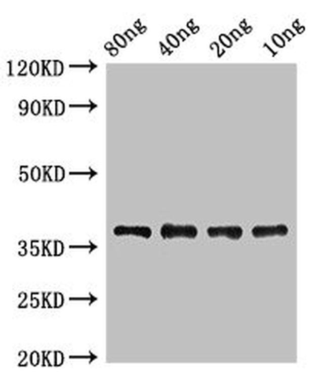 E. coli Lipoate-protein ligase A Antibody in Western Blot (WB)