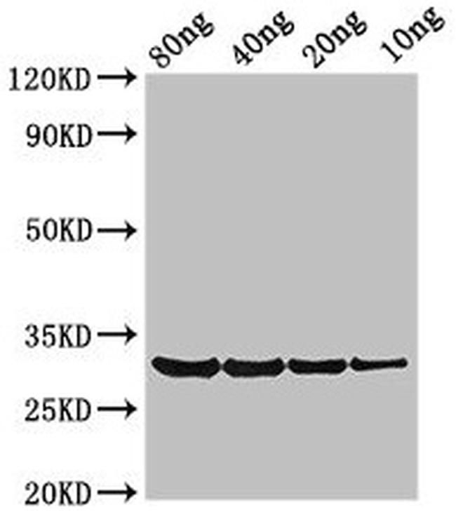 Cynodon dactylon Profilin-1 Antibody in Western Blot (WB)
