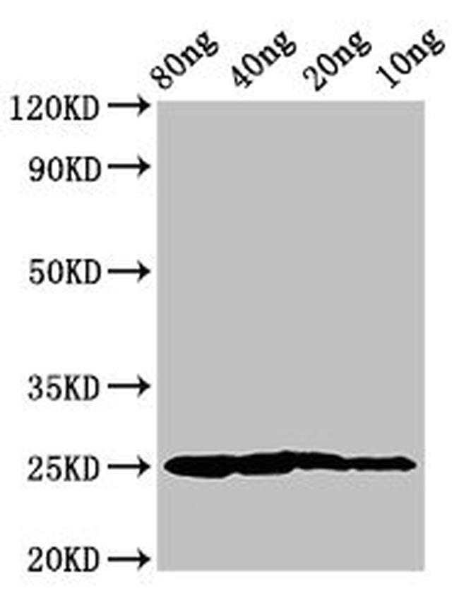 Salmo salar Vertebrate ancient opsin Antibody in Western Blot (WB)