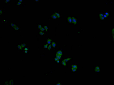 ITPRIPL2 Antibody in Immunocytochemistry (ICC/IF)