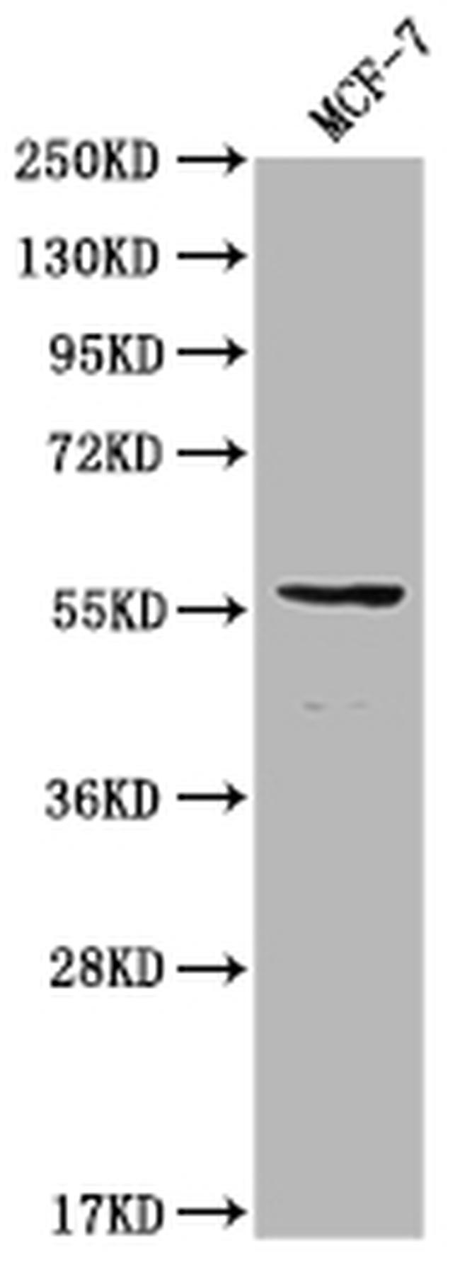 ITPRIPL2 Antibody in Western Blot (WB)