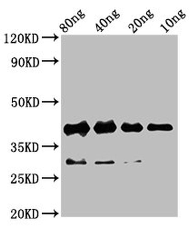 RBM24 Antibody in Western Blot (WB)