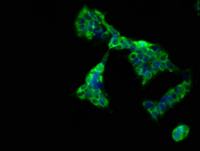 CD300g Antibody in Immunocytochemistry (ICC/IF)