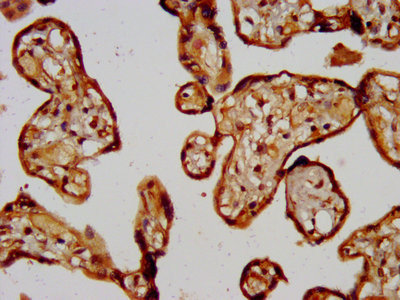 CD300g Antibody in Immunohistochemistry (Paraffin) (IHC (P))