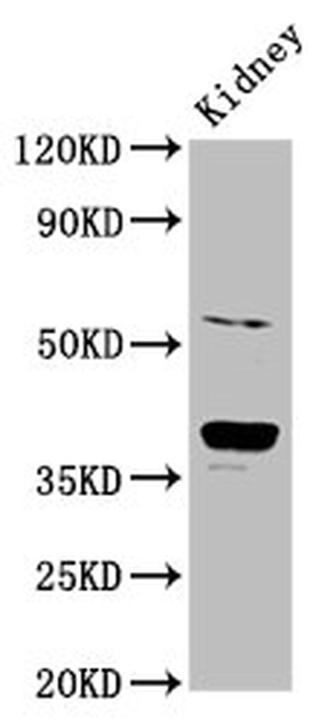 CD300g Antibody in Western Blot (WB)