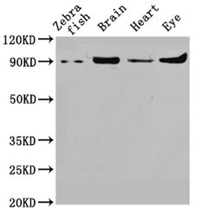 VCP Antibody in Western Blot (WB)