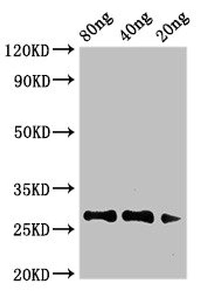 Artemisia vulgaris Major pollen allergen Art v 1 Antibody in Western Blot (WB)