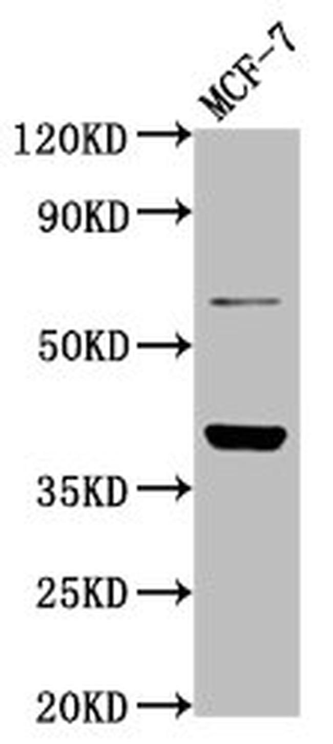 LAPTM4B Antibody in Western Blot (WB)