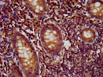 WDR37 Antibody in Immunohistochemistry (Paraffin) (IHC (P))