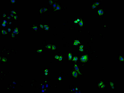 OR1K1 Antibody in Immunocytochemistry (ICC/IF)